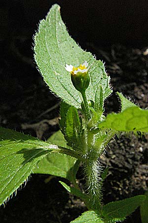 Galinsoga ciliata / Shaggy Soldier, D Weinheim an der Bergstraße 1.7.2006