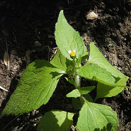 Galinsoga ciliata \ Behaartes Knopfkraut, Behaartes Franzosenkraut / Shaggy Soldier, D Weinheim an der Bergstraße 1.7.2006