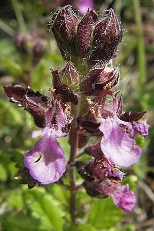 Teucrium chamaedrys \ Edel-Gamander / Wall Germander, D Neuleiningen 1.7.2006