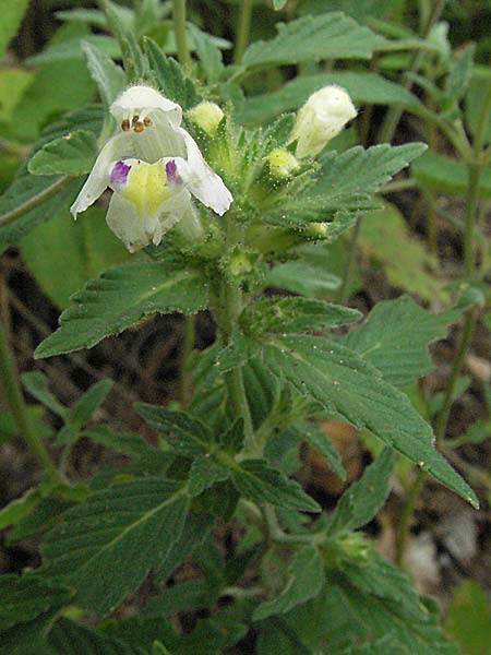 Galeopsis segetum / Downy Hemp-Nettle, D Schriesheim-Altenbach 13.7.2006