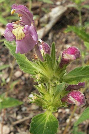 Galeopsis segetum \ Saat-Hohlzahn, D Schriesheim-Altenbach 13.7.2006