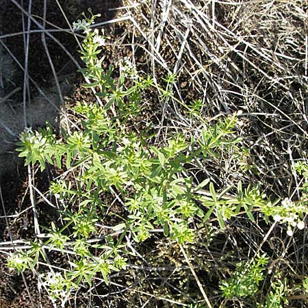 Galium album agg. \ Weies Labkraut / Hedge Bedstraw, White Bedstraw, D Neuleiningen 17.7.2006