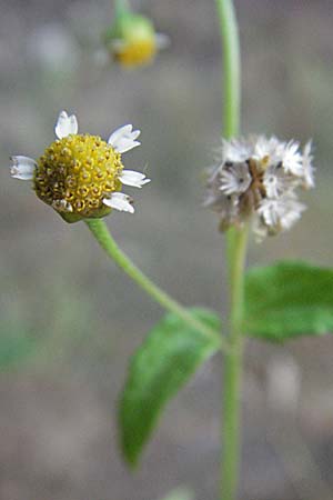 Galinsoga parviflora \ Kleinbltiges Knopfkraut, Kleinbltiges Franzosenkraut / Gallant Soldier, D Mannheim 20.7.2006