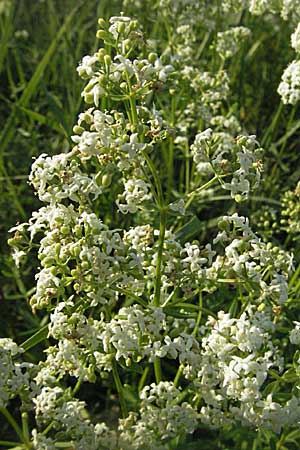 Galium boreale \ Nordisches Labkraut / Northern Bedstraw, D Mannheim 24.7.2006