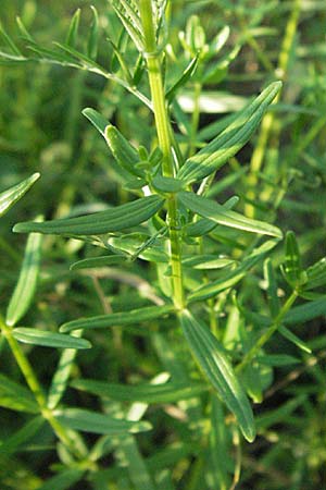 Galium boreale / Northern Bedstraw, D Mannheim 24.7.2006