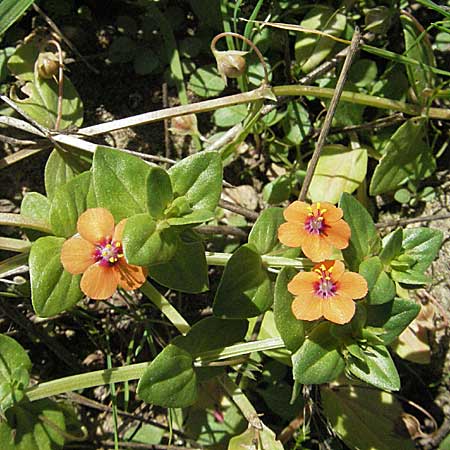 Lysimachia arvensis / Scarlet Pimpernel, Poisonweed, D Waghäusel 9.9.2006