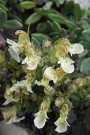 Teucrium montanum \ Berg-Gamander / Mountain Germander, D Karlstadt 16.6.2007