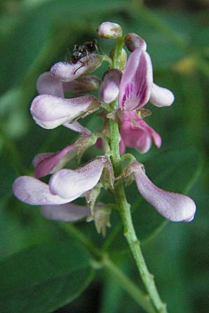 Indigofera potaninii \ Indigo-Strauch, D Hohensachsen 25.7.2007