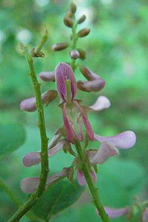 Indigofera potaninii / Indigo, D Hohensachsen 25.7.2007