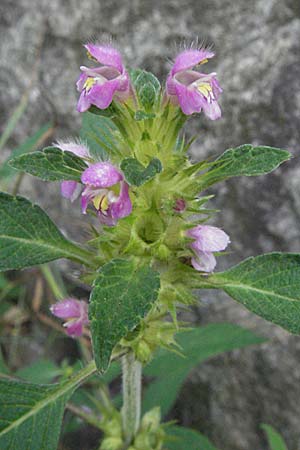 Galeopsis tetrahit \ Stechender Hohlzahn / Common Hemp-Nettle, D Schwarzwald/Black-Forest, Todtnau 18.8.2007