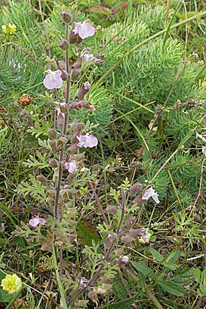 Teucrium botrys \ Trauben-Gamander / Cut-Leaved Germander, D Hardheim 7.7.2007