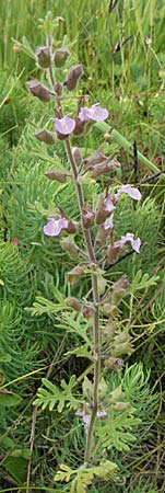 Teucrium botrys \ Trauben-Gamander, D Hardheim 7.7.2007