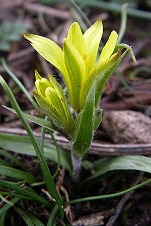 Gagea bohemica subsp. saxatilis \ Felsen-Gelbstern, D Rheinhessen, Wonsheim 1.3.2008