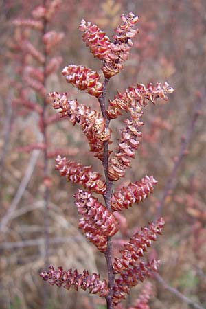 Myrica gale \ Gagelstrauch / Bog Myrtle, D Botan. Gar.  Universit.  Heidelberg 13.3.2008