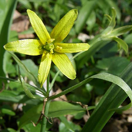 Gagea lutea \ Wald-Gelbstern / Star of Bethlehem, D Hambrücken 29.3.2008