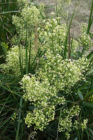 Galium x pomeranicum \ Labkraut-Hybride / Hybrid Bedstraw, D Rheinhessen, Gau-Odernheim 14.6.2008