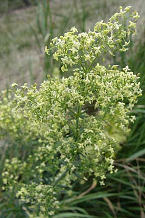 Galium x pomeranicum \ Labkraut-Hybride / Hybrid Bedstraw, D Rheinhessen, Gau-Odernheim 14.6.2008