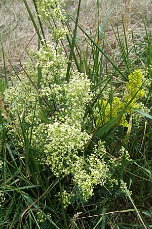 Galium x pomeranicum \ Labkraut-Hybride, D Rheinhessen, Gau-Odernheim 14.6.2008