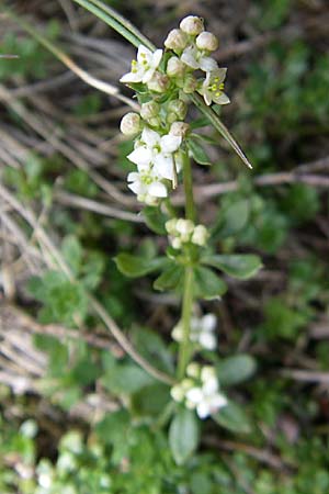 Galium saxatile / Heath Bedstraw, D Black-Forest, Feldberg 29.6.2008