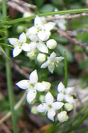 Galium saxatile / Heath Bedstraw, D Black-Forest, Feldberg 29.6.2008