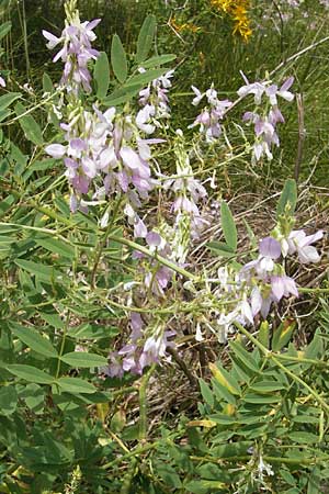 Galega officinalis \ Geiraute, D Botan. Gar.  Universit.  Mainz 11.7.2009