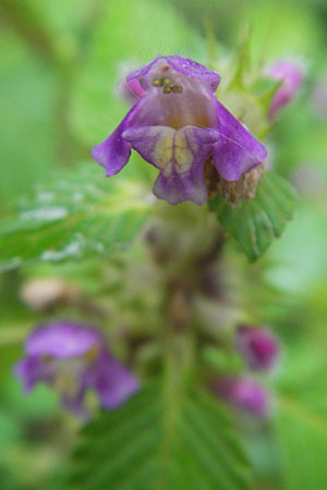 Galeopsis tetrahit \ Stechender Hohlzahn / Common Hemp-Nettle, D Odenwald, Beerfelden 21.8.2009