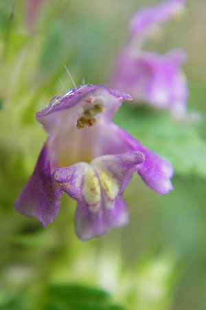 Galeopsis tetrahit \ Stechender Hohlzahn, D Odenwald, Beerfelden 21.8.2009