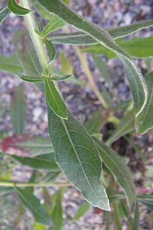 Oenothera lindheimeri \ Prrie-Prachtkerze, D Weinheim an der Bergstraße 8.9.2009