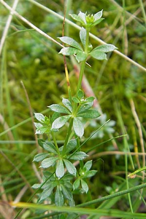 Galium saxatile \ Felsen-Labkraut, Harzer Labkraut / Heath Bedstraw, D Odenwald, Beerfelden 10.9.2009