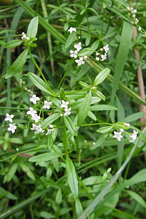 Galium palustre agg. \ Sumpf-Labkraut / Common Marsh Bedstraw, D Mannheim 19.9.2009