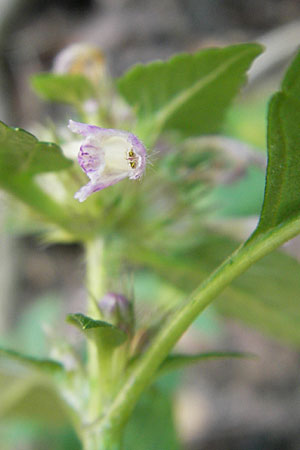 Galeopsis tetrahit \ Stechender Hohlzahn, D Odenwald, Kreidach 21.8.2010