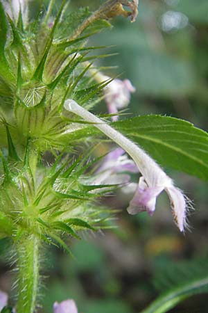 Galeopsis tetrahit / Common Hemp-Nettle, D Odenwald, Kreidach 21.8.2010