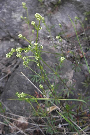 Galium pumilum \ Heide-Labkraut, Zierliches Labkraut / Slender Bedstraw, D Idar-Oberstein 3.6.2011