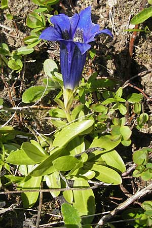 Gentiana acaulis \ Kochs Enzian, Silikat-Glocken-Enzian / Stemless Gentian, D Oberstdorf 22.6.2011