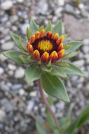 Gaillardia aristata / Common Blanket Flower, D Ludwigshafen 19.10.2011