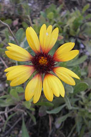 Gaillardia aristata \ Kokardenblume / Common Blanket Flower, D Ludwigshafen 19.10.2011