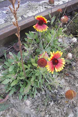 Gaillardia aristata \ Kokardenblume / Common Blanket Flower, D Ludwigshafen 19.10.2011