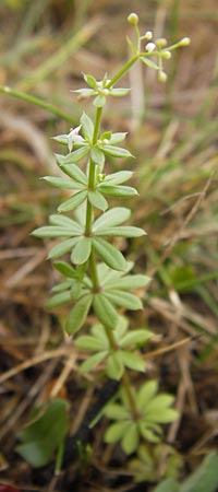 Galium album agg. \ Weies Labkraut / Hedge Bedstraw, White Bedstraw, D Gladenbach 7.9.2013