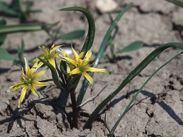 Gagea villosa \ Acker-Gelbstern / Hairy Star of Bethlehem, D Rheinhessen, Gau-Odernheim 21.4.1996