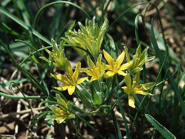 Gagea villosa \ Acker-Gelbstern / Hairy Star of Bethlehem, D Bockenheim 3.4.2005