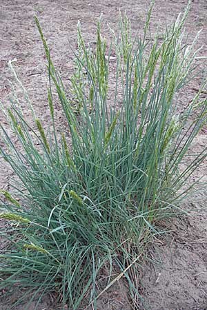 Koeleria glauca \ Blaugrnes Schillergras / Blue Hair Grass, D Darmstadt 10.5.2009