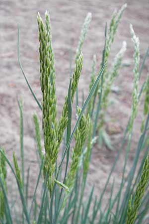 Koeleria glauca \ Blaugrnes Schillergras / Blue Hair Grass, D Darmstadt 10.5.2009