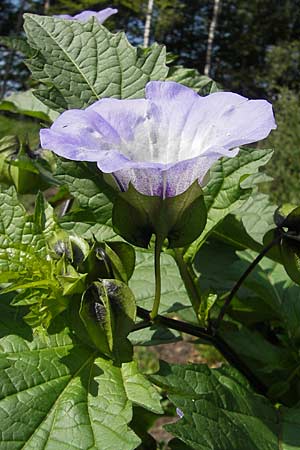 Nicandra physalodes \ Giftbeere / Apple of Peru, D Odenwald, Beerfelden 12.9.2009