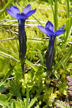 Gentiana bavarica \ Bayerischer Enzian / Bavarian Gentian, D Oberstdorf 22.6.2011