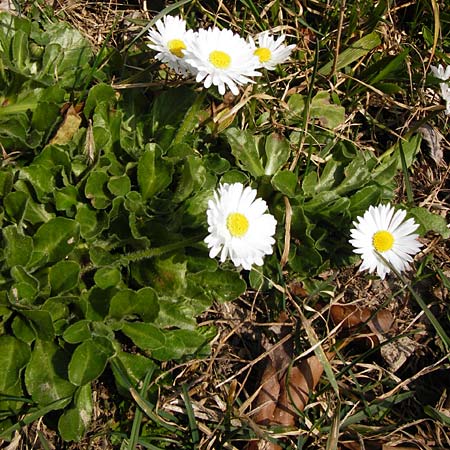 Bellis perennis \ Gnseblmchen, Tausendschn, D Hemsbach 8.3.2014