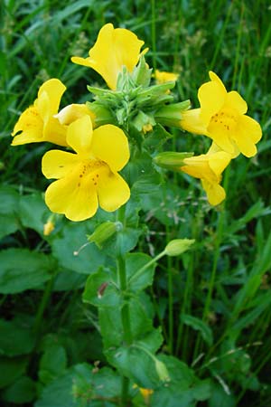 Mimulus guttatus \ Gefleckte Gauklerblume, D Obernzell an der Donau 11.6.2014