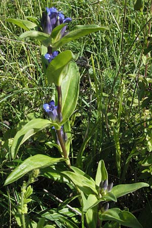 Gentiana cruciata \ Kreuz-Enzian / Cross-Leaved Gentian, D Mosbach 7.7.2007