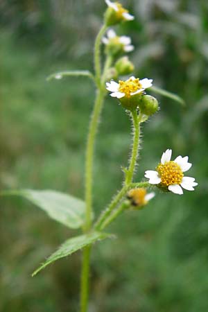 Galinsoga ciliata \ Behaartes Knopfkraut, Behaartes Franzosenkraut / Shaggy Soldier, D Odenwald, Brandau 30.7.2014