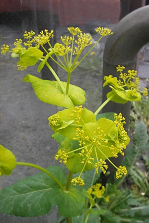 Smyrnium perfoliatum \ Durchwachsene Gelbdolde / Perfoliate Alexanders, D Würzburg 2.5.2010