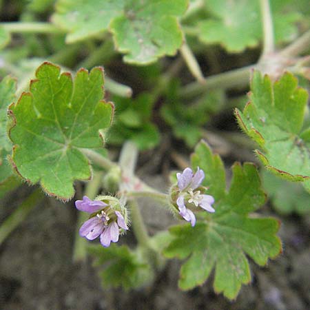 Geranium molle \ Weicher Storchschnabel / Dove-Foot Crane's-Bill, D Mannheim 1.5.2006